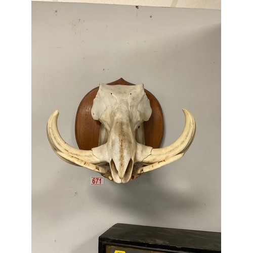 Lot 671       