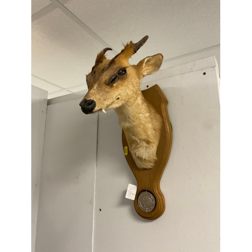 Lot 675       