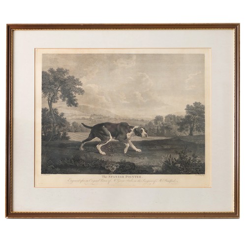 208 - William Woollett (1735-1785), After George Stubbs (1724-1804), 'THE SPANISH POINTER', Engraved 'Afte... 