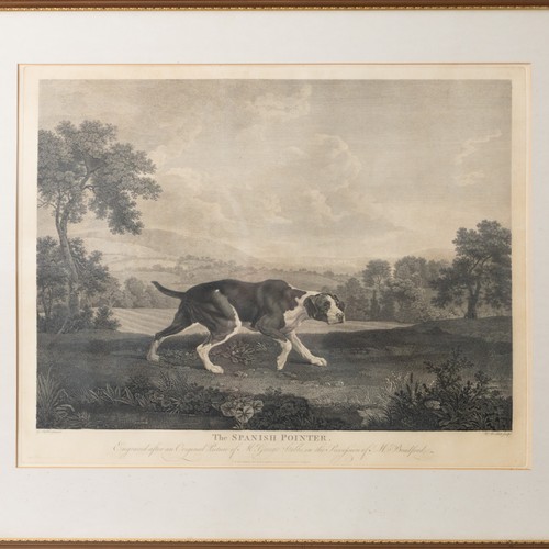 208 - William Woollett (1735-1785), After George Stubbs (1724-1804), 'THE SPANISH POINTER', Engraved 'Afte... 