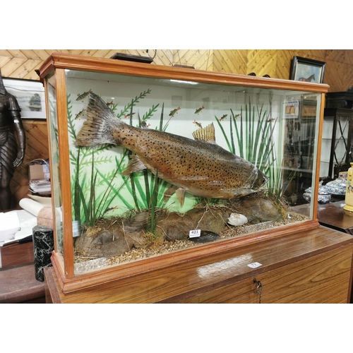 261 - Cased Taxidermy  a full sized Salmon, in a natural setting, with a painted background, river bed ba... 