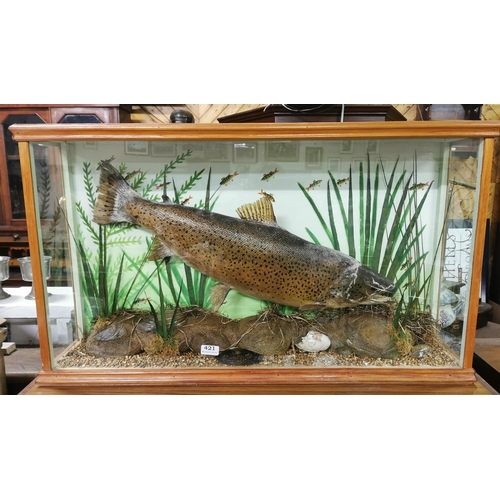 261 - Cased Taxidermy  a full sized Salmon, in a natural setting, with a painted background, river bed ba... 