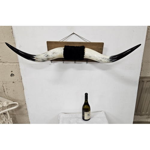 239 - Mounted pair of composite Animal Horns, white with black tips, mounted on an oak frame with 4 brass ... 