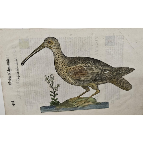 223 - Large and rare Antique Woodcut in hand colour of an Eurasian Curlew from Aldrovandi's Ornithologiae ... 