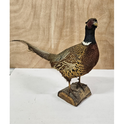 Lot 519       