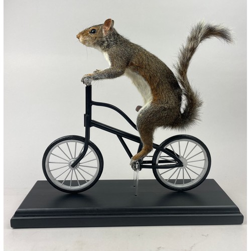 34 - TAXIDERMY SQUIRREL ON A BICYCLE, film prop, created for and featured in a Netflix Production 2021

4... 