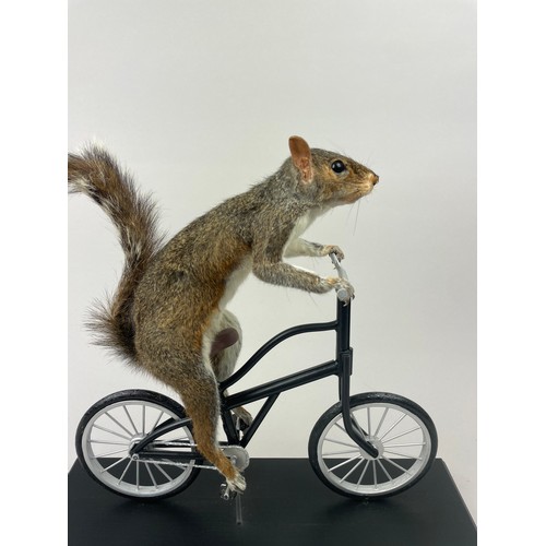 34 - TAXIDERMY SQUIRREL ON A BICYCLE, film prop, created for and featured in a Netflix Production 2021

4... 