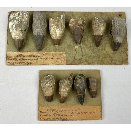 AN EXTRAORDINARY COLLECTION OF ICTHYOSAUR FOSSIL TEETH, from the Cambridge Greensand (10)
Possibly by Stubbs. 
Largest tooth is 5.3cm in length.