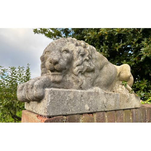 62 - A PAIR OF RECUMBENT STONE LIONS, reconstituted stone.
71cm x 34cm