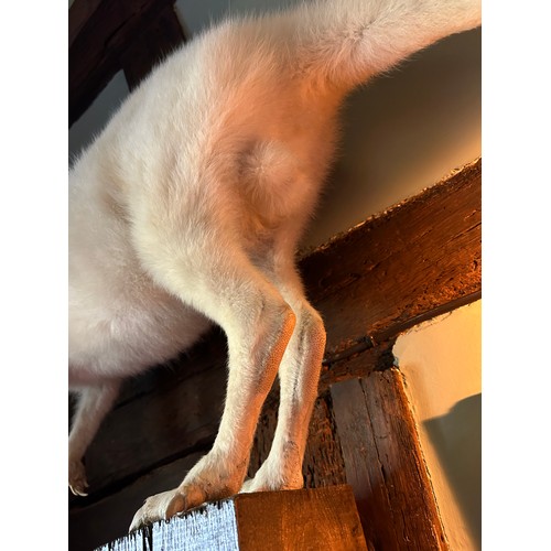 16 - A TAXIDERMY ALBINO WALLABY, (Macropus rufogriseus)

118cm x 77cm