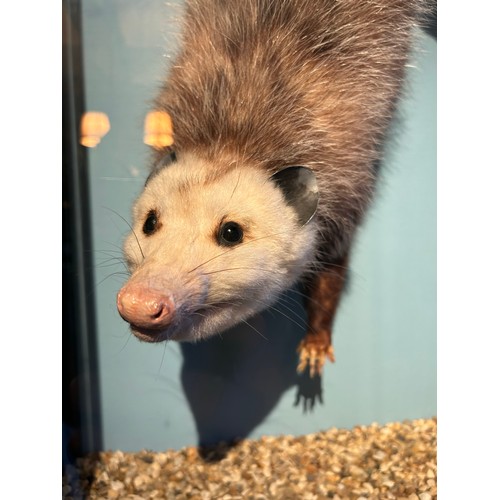 12 - A TAXIDERMY OPOSSUM (DIDELPHIDAE), hanging upside down from a branch, within a glass case.

Provenan... 