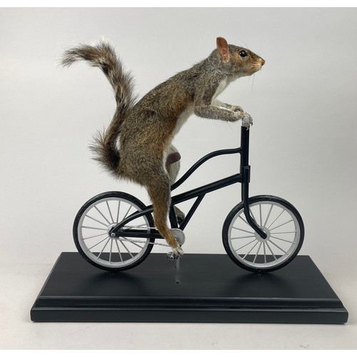 13 - A TAXIDERMY SQUIRREL ON A BICYCLE (SCIURUS CAROLINENSIS), film prop, created for and featured in a N... 