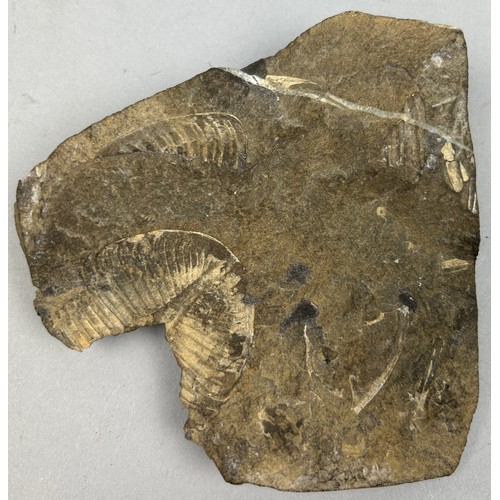 26 - A FOSSILISED TRILOBITE (OGYGIA BUCHII), from the LLandeilo flags, carmarthenhshire 
Collected by ini... 