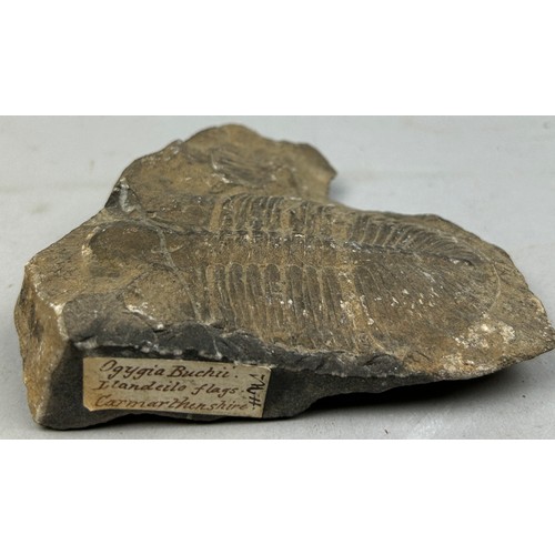 26 - A FOSSILISED TRILOBITE (OGYGIA BUCHII), from the LLandeilo flags, carmarthenhshire 
Collected by ini... 