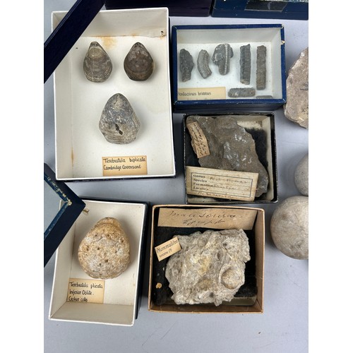 25 - A COLLECTION OF FOSSILS WITH OLD COLLECTION LABELS, to include Pentacrinus Briareus, Rynchonella and... 