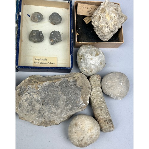 25 - A COLLECTION OF FOSSILS WITH OLD COLLECTION LABELS, to include Pentacrinus Briareus, Rynchonella and... 