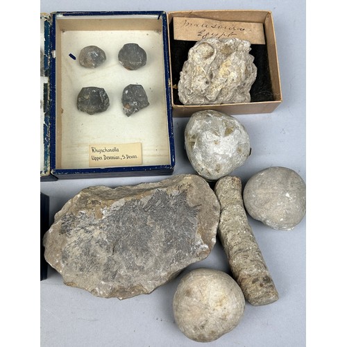 25 - A COLLECTION OF FOSSILS WITH OLD COLLECTION LABELS, to include Pentacrinus Briareus, Rynchonella and... 