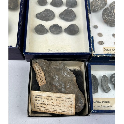 25 - A COLLECTION OF FOSSILS WITH OLD COLLECTION LABELS, to include Pentacrinus Briareus, Rynchonella and... 