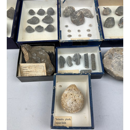 25 - A COLLECTION OF FOSSILS WITH OLD COLLECTION LABELS, to include Pentacrinus Briareus, Rynchonella and... 