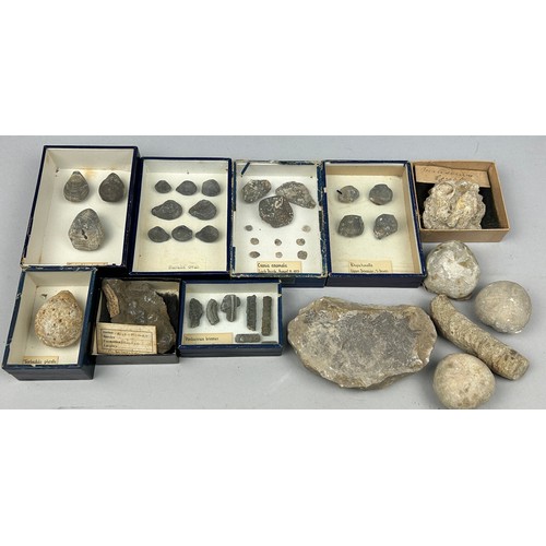 25 - A COLLECTION OF FOSSILS WITH OLD COLLECTION LABELS, to include Pentacrinus Briareus, Rynchonella and... 