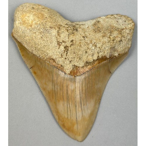 19 - A MEGALODON TOOTH FROM BANDUNG WEST JAVA INDONESIA, 

With very good serrations.


Miocene 5-10milli... 