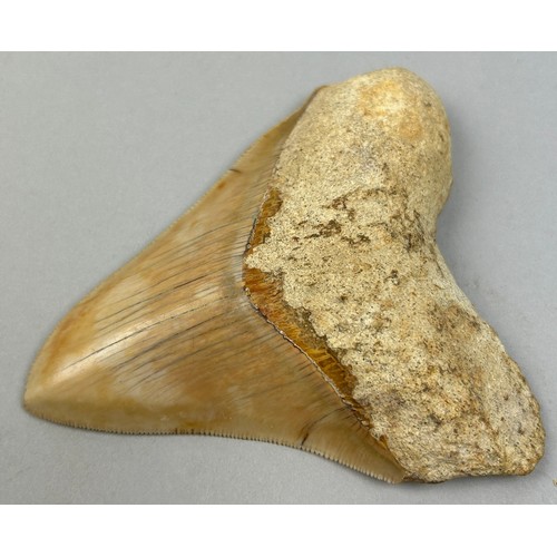 19 - A MEGALODON TOOTH FROM BANDUNG WEST JAVA INDONESIA, 

With very good serrations.


Miocene 5-10milli... 