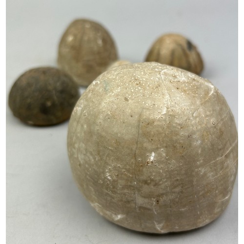 30 - A COLLECTION OF FOSSILISED SEA URCHINS (8)
Largest measuring 8cm x 7.5cm