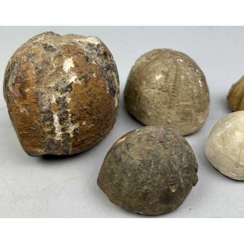 30 - A COLLECTION OF FOSSILISED SEA URCHINS (8)
Largest measuring 8cm x 7.5cm