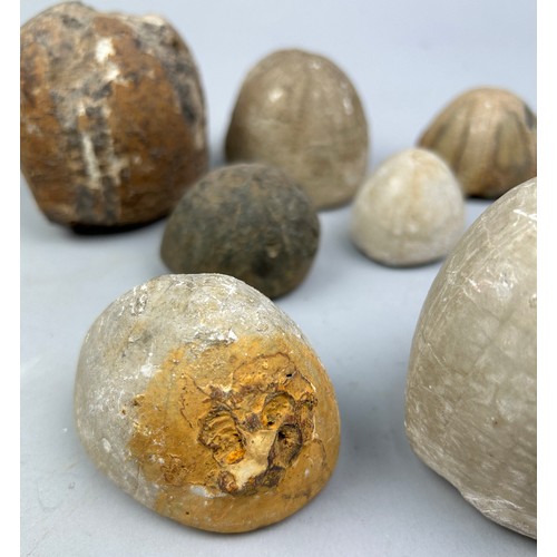 30 - A COLLECTION OF FOSSILISED SEA URCHINS (8)
Largest measuring 8cm x 7.5cm