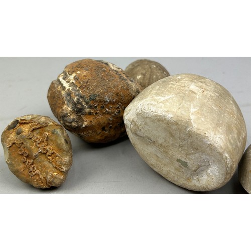 30 - A COLLECTION OF FOSSILISED SEA URCHINS (8)
Largest measuring 8cm x 7.5cm