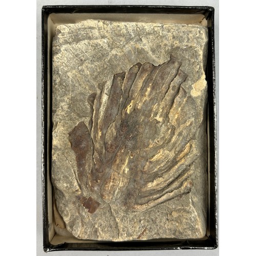 29 - A FOSSILISED PALM LEAF FROM SABAL MAJOR PROBABLY FLORIDA, with old collection label to verso.