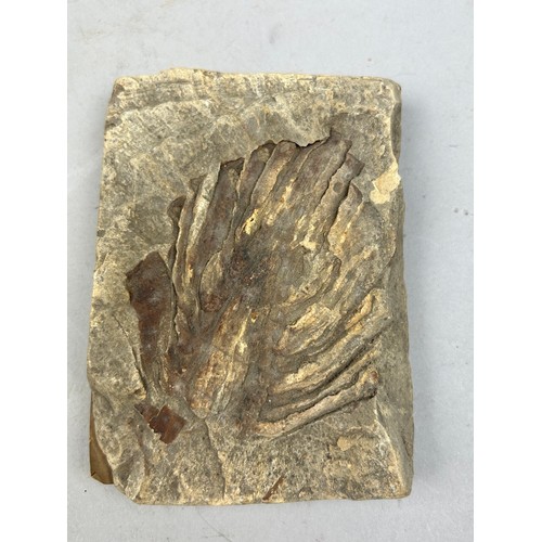 29 - A FOSSILISED PALM LEAF FROM SABAL MAJOR PROBABLY FLORIDA, with old collection label to verso.