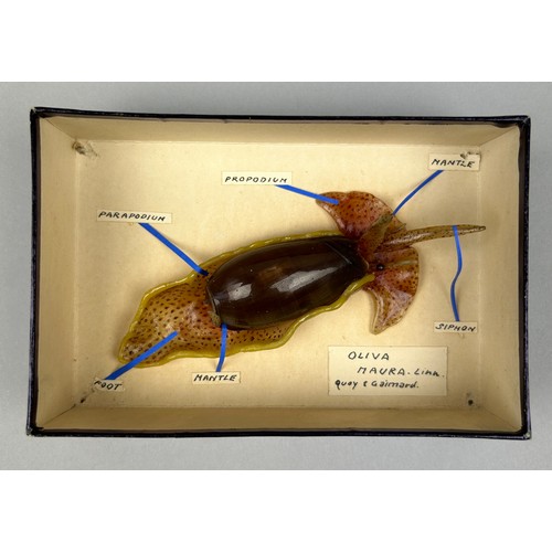 33 - IN THE MANNER OF LEOPOLD AND RUDOLF BLASCHKA (1822-1895) and (1857–1939), 

A shell and wax model of... 