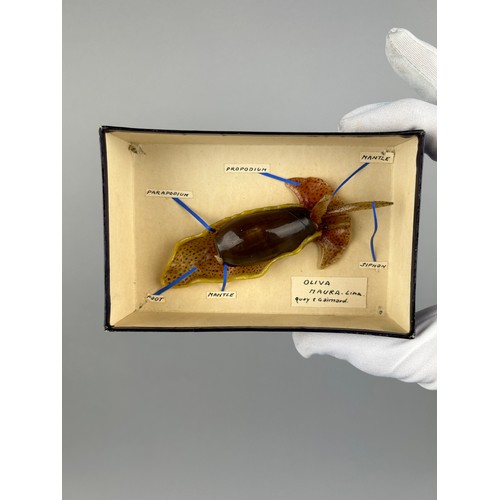 33 - IN THE MANNER OF LEOPOLD AND RUDOLF BLASCHKA (1822-1895) and (1857–1939), 

A shell and wax model of... 