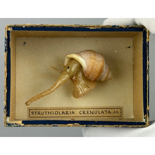 37 - IN THE MANNER OF LEOPOLD AND RUDOLF BLASCHKA (1822-1895) and (1857–1939)

Two shell and wax models. ... 