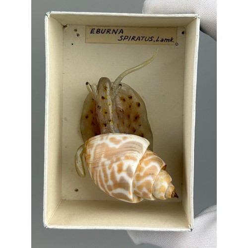 37 - IN THE MANNER OF LEOPOLD AND RUDOLF BLASCHKA (1822-1895) and (1857–1939)

Two shell and wax models. ... 