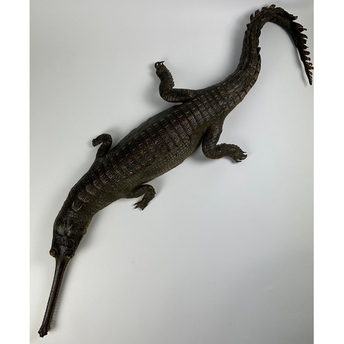 A LARGE TAXIDERMY GHARIAL (GAVIALIS GANGETICUS) FULL MOUNT CIRCA 1900, with green glass eyes and a full set of teeth.

135cm in length, 45cm at widest point