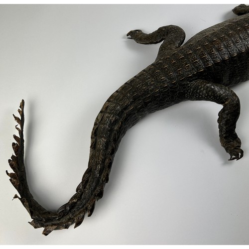 1 - A LARGE TAXIDERMY GHARIAL (GAVIALIS GANGETICUS) FULL MOUNT CIRCA 1900, with green glass eyes and a f... 