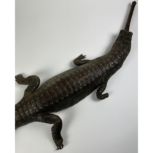 1 - A LARGE TAXIDERMY GHARIAL (GAVIALIS GANGETICUS) FULL MOUNT CIRCA 1900, with green glass eyes and a f... 