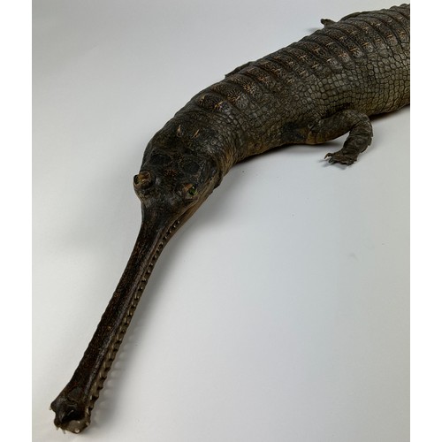 1 - A LARGE TAXIDERMY GHARIAL (GAVIALIS GANGETICUS) FULL MOUNT CIRCA 1900, with green glass eyes and a f... 