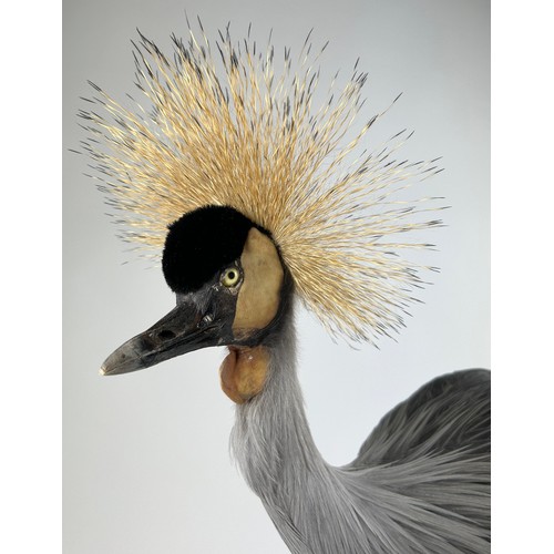 4 - A TAXIDERMY GREY-CROWNED CRANE (BALEARICA REGULORUM), mounted on a circular ebonised base.

92cm x 8... 