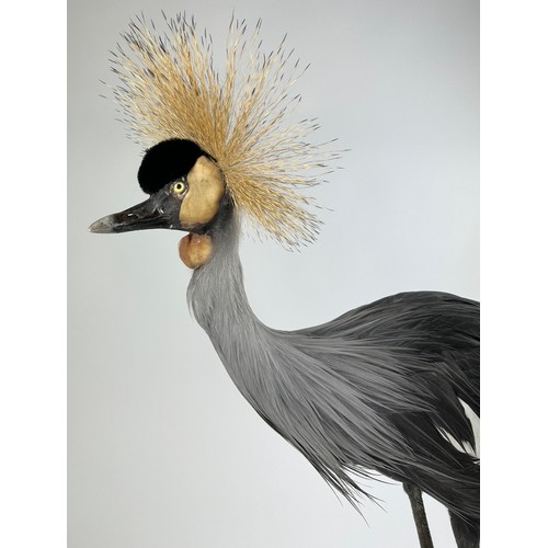 4 - A TAXIDERMY GREY-CROWNED CRANE (BALEARICA REGULORUM), mounted on a circular ebonised base.

92cm x 8... 