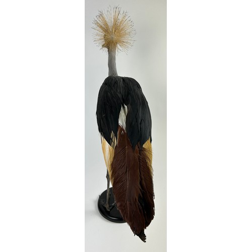 4 - A TAXIDERMY GREY-CROWNED CRANE (BALEARICA REGULORUM), mounted on a circular ebonised base.

92cm x 8... 