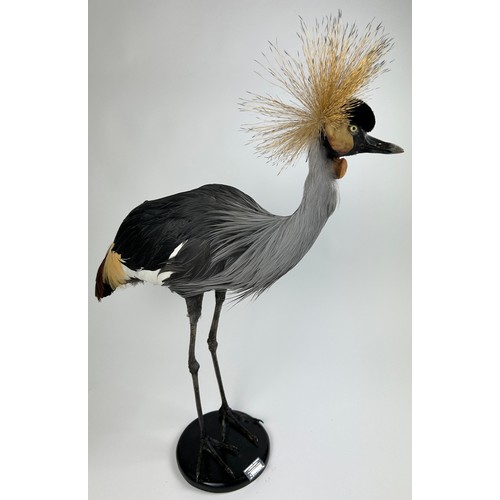 4 - A TAXIDERMY GREY-CROWNED CRANE (BALEARICA REGULORUM), mounted on a circular ebonised base.

92cm x 8... 