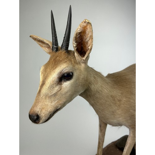 10 - A TAXIDERMY RED-DUIKER (CEPHALOPHUS NATALENSIS), mounted on a base 
105cm x 75cm