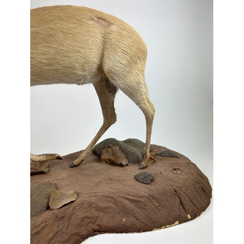 10 - A TAXIDERMY RED-DUIKER (CEPHALOPHUS NATALENSIS), mounted on a base 
105cm x 75cm