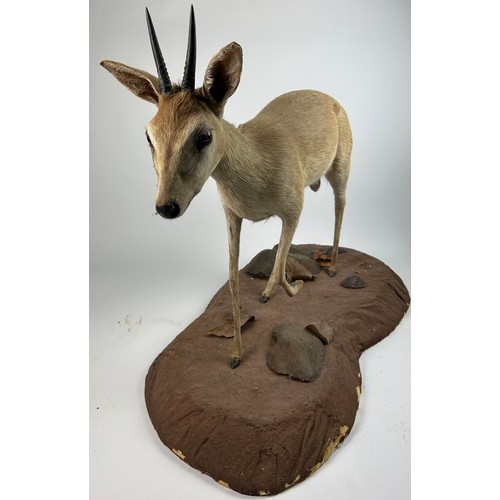 10 - A TAXIDERMY RED-DUIKER (CEPHALOPHUS NATALENSIS), mounted on a base 
105cm x 75cm