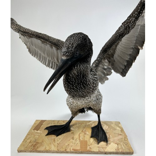 8 - A TAXIDERMY JUVENILE BLACK GANNET (MORUS BASSANUS)

90cm wingspan, 40cm in height