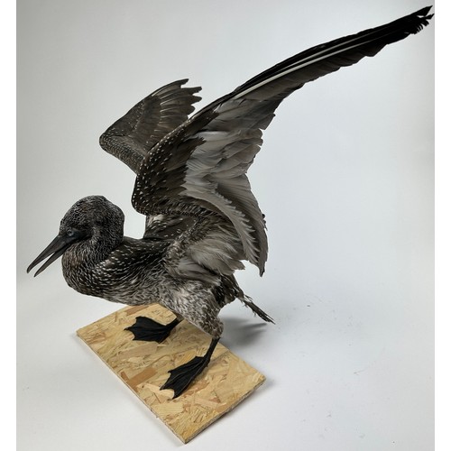 8 - A TAXIDERMY JUVENILE BLACK GANNET (MORUS BASSANUS)

90cm wingspan, 40cm in height