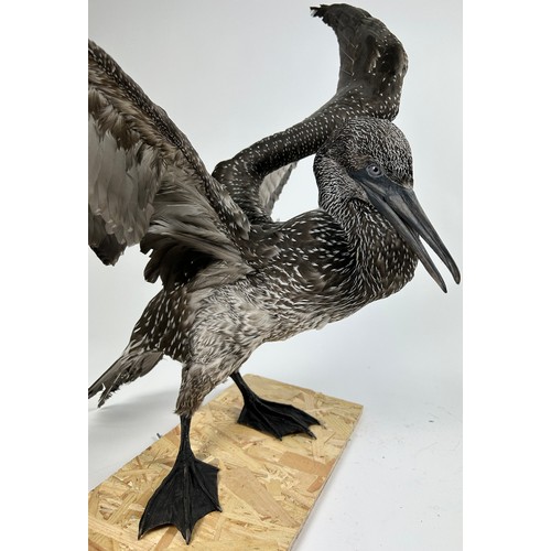 8 - A TAXIDERMY JUVENILE BLACK GANNET (MORUS BASSANUS)

90cm wingspan, 40cm in height